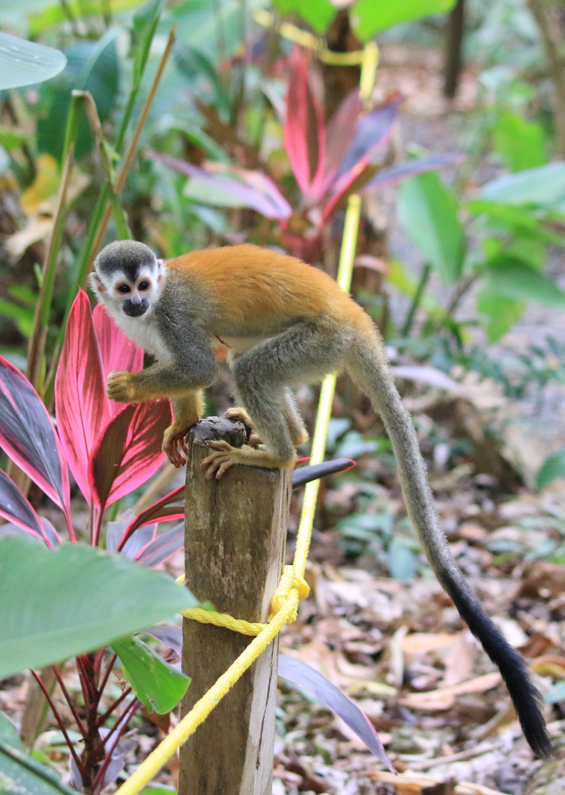 Costa Rica